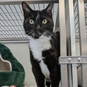 Mittens, Adult Female unknown