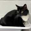 Mittens photo 2