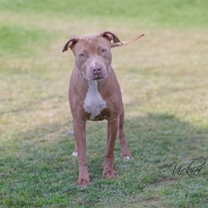 Pasha, Adult Female unknown