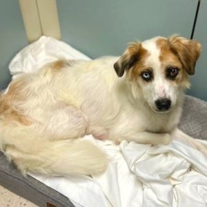 Skylar, Adult Female unknown