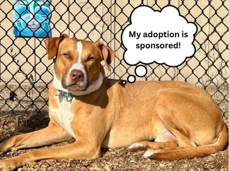 ADAM, an adoptable Vizsla, Mixed Breed in Santa Cruz, CA, 95062 | Photo Image 1