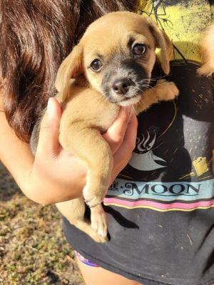 DAISY, Baby Female unknown