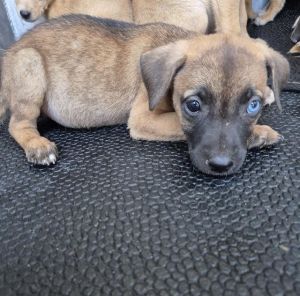 LUNA, Baby Female unknown