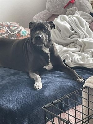 REX, Adult Male unknown