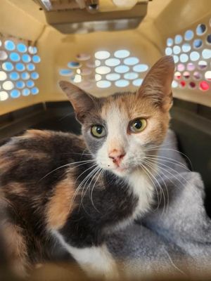 SUKI, Young Female unknown