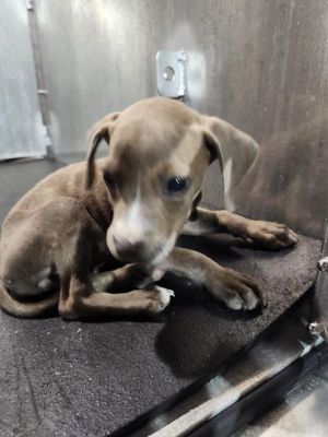 TINKER BELLE, Baby Female unknown