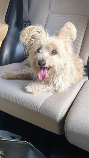 A769500, Adult Male unknown