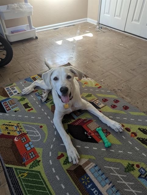 BELLA