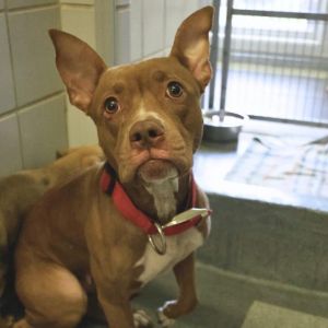 NALA, Adult Female unknown