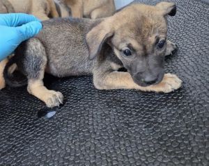 NOVA, Baby Female unknown