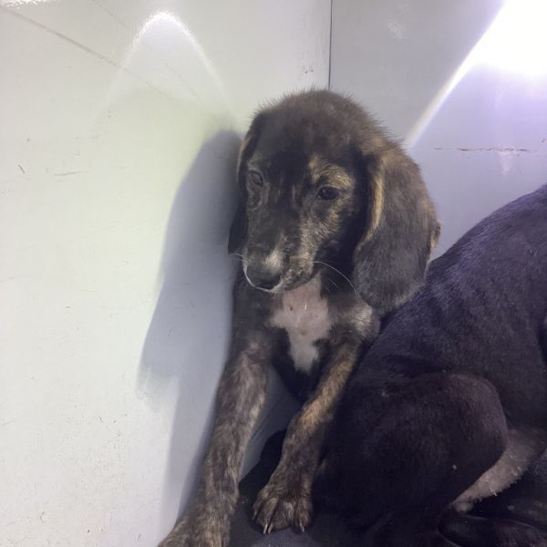 Tasha (talbot Pup )