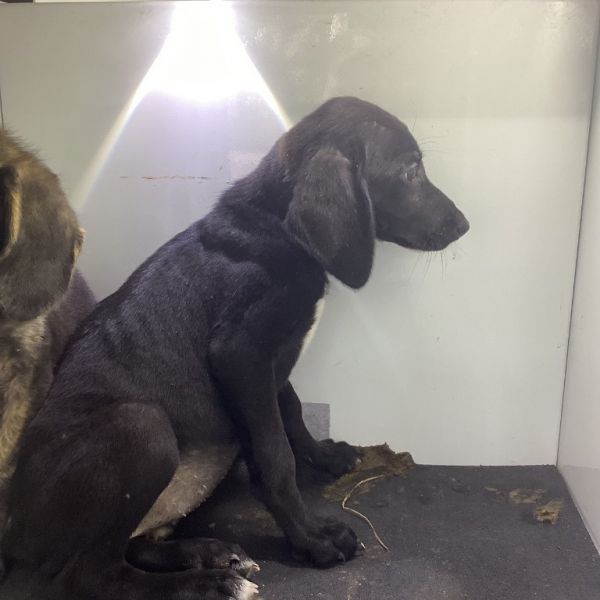 Sidra (talbot Pup )