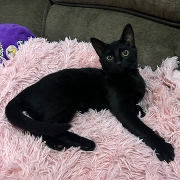 Elvira