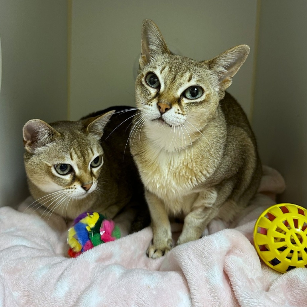 Thor, an adoptable Singapura in Woodinville, WA, 98072 | Photo Image 4