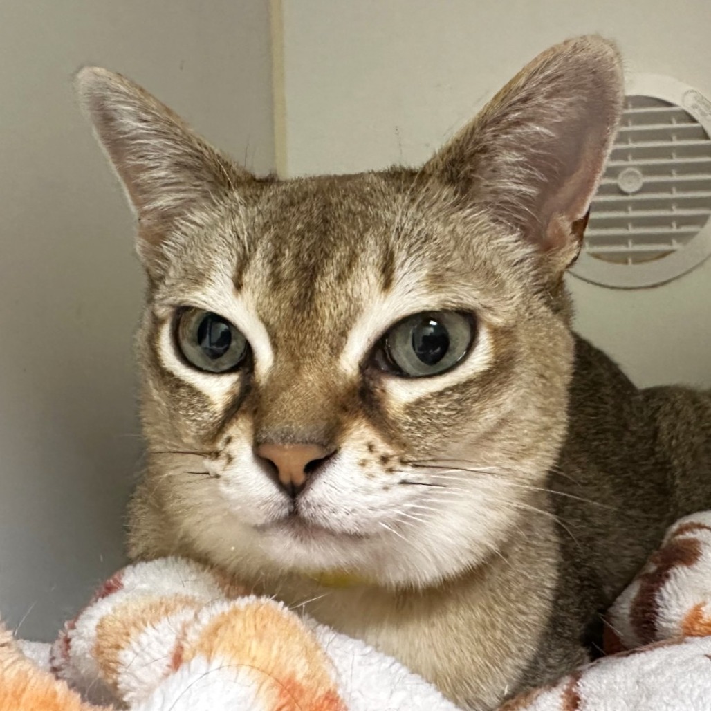 Thor, an adoptable Singapura in Woodinville, WA, 98072 | Photo Image 5