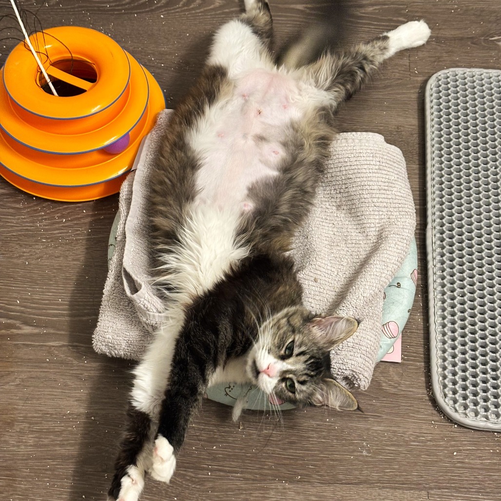 Mia
