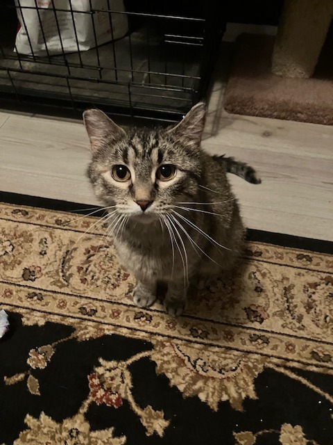 Masha