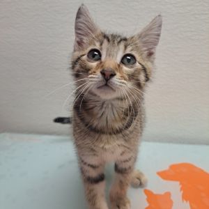 Stray Hold - Bingus, Baby Male unknown