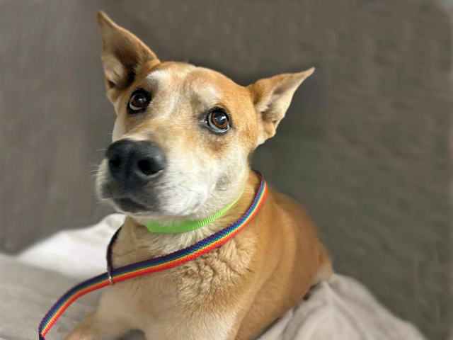 SHERU*, an adoptable Jindo, Carolina Dog in Tucson, AZ, 85745 | Photo Image 1