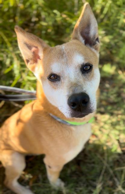SHERU*, an adoptable Jindo, Carolina Dog in Tucson, AZ, 85745 | Photo Image 1