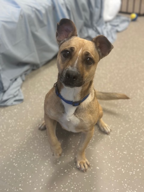 Nala