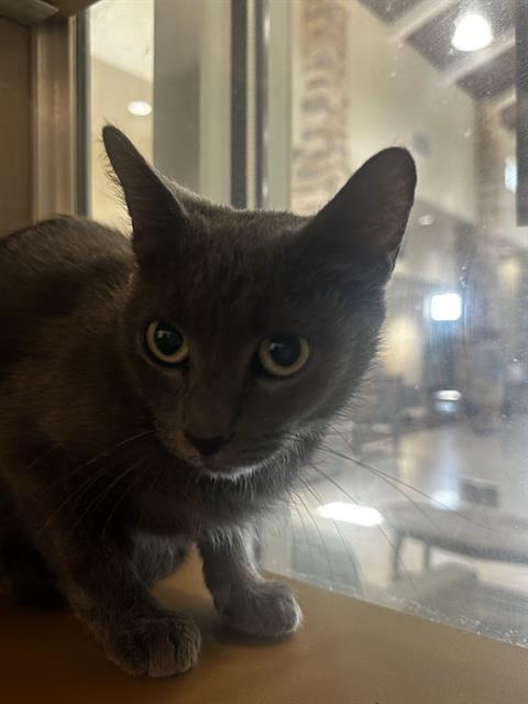 CLEO