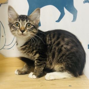 Charger, Baby Female unknown