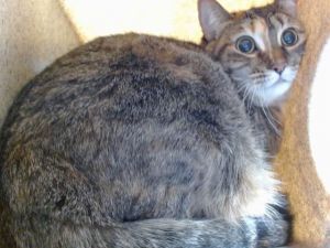 FARAH, Adult Female unknown