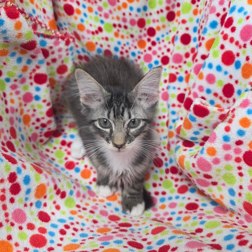 Squirt, an adoptable Domestic Short Hair in Duncan, OK, 73533 | Photo Image 1