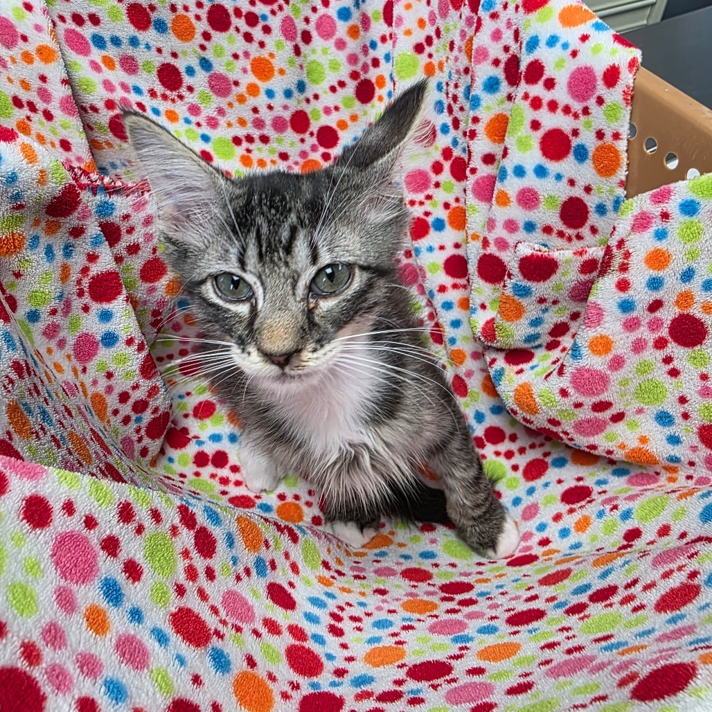Squirt, an adoptable Domestic Short Hair in Duncan, OK, 73533 | Photo Image 3