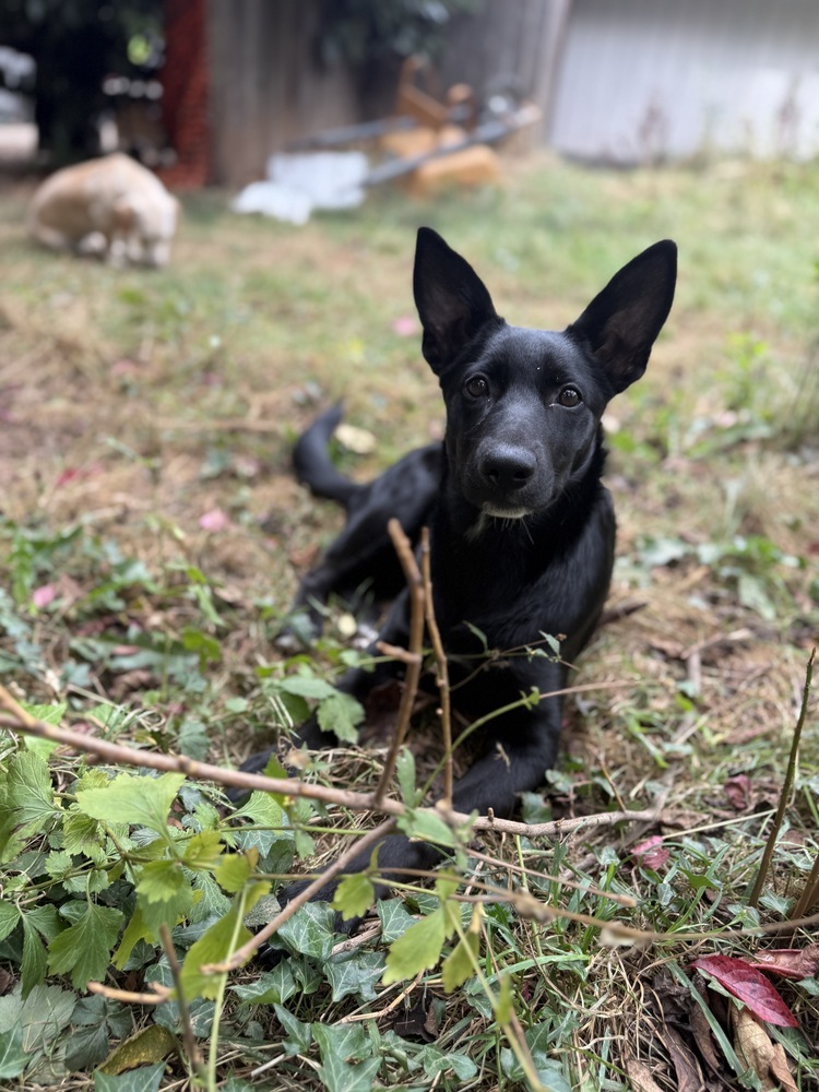 Bear