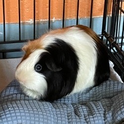 Cookie, Young Female unknown