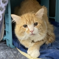 Rico Suave, Adult Male unknown