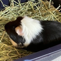 Oreo, Young Female unknown