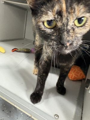 Penny, Adult Female unknown