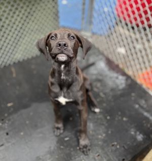 AAD New Arrival! Renee - 25185, Baby Female unknown