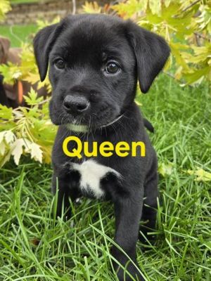 QUEEN