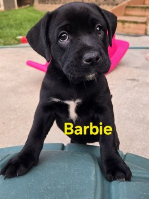 BARBIE