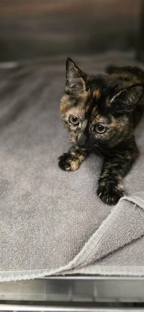CLEO