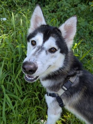 Leonidas