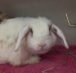 Bunny Holiday, Adult Female unknown