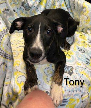 Tony #202