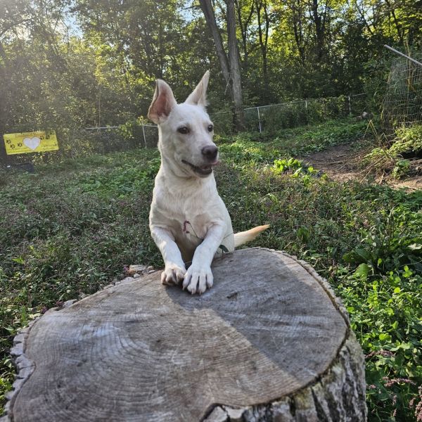 Lamb Chop thumbnail 2