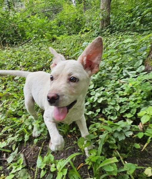 Lamb Chop thumbnail 3