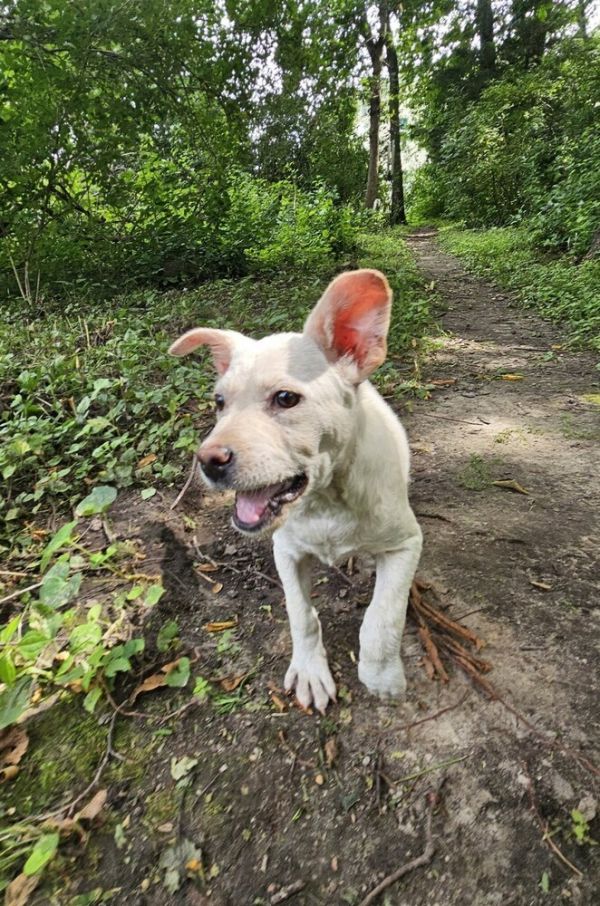 Lamb Chop thumbnail 4