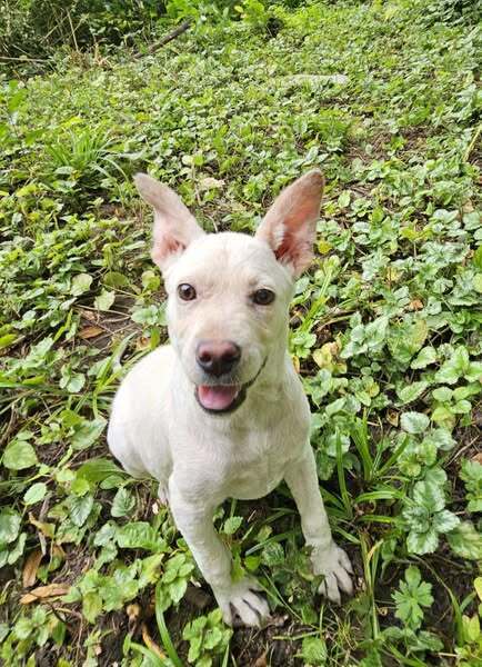 Lamb Chop thumbnail 5