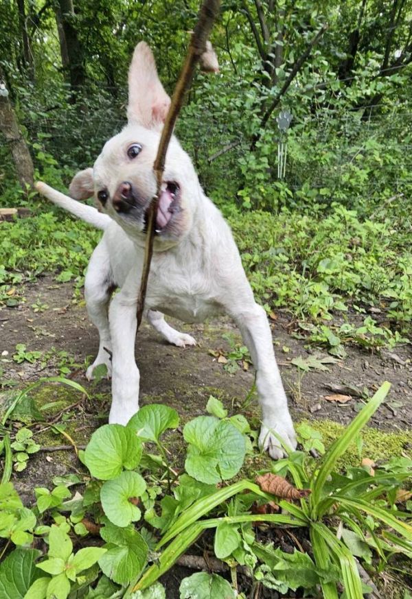 Lamb Chop thumbnail 6