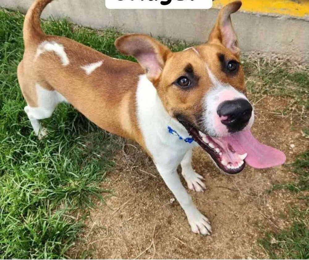Bridget # BAC-A-138671, an adoptable Black Mouth Cur in Mineville, NS, B2Z 1K8 | Photo Image 1