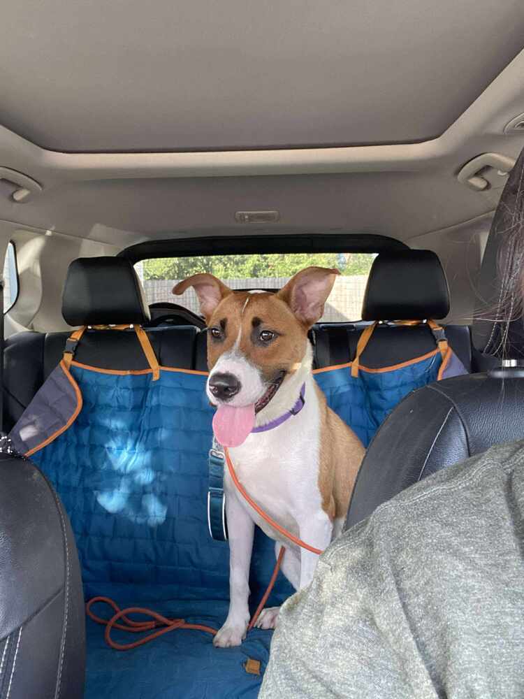 Bridget # BAC-A-138671, an adoptable Black Mouth Cur in Mineville, NS, B2Z 1K8 | Photo Image 2