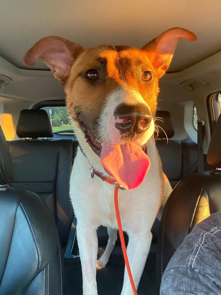 Bridget # BAC-A-138671, an adoptable Black Mouth Cur in Mineville, NS, B2Z 1K8 | Photo Image 3